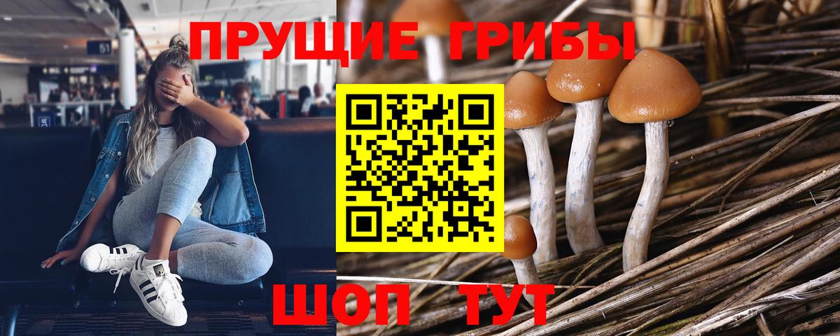 Псилоцибиновые грибы Psilocybe  Вход с VPN  Звенигород 